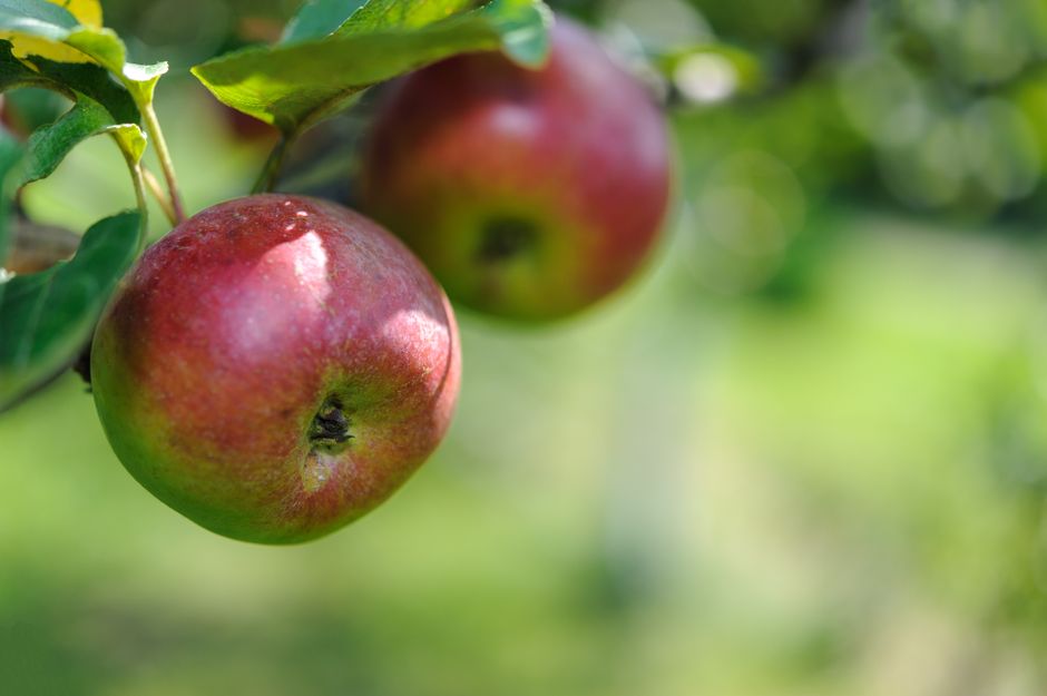 Fotos de stock gratuitas de agricultura, al aire libre, apple
