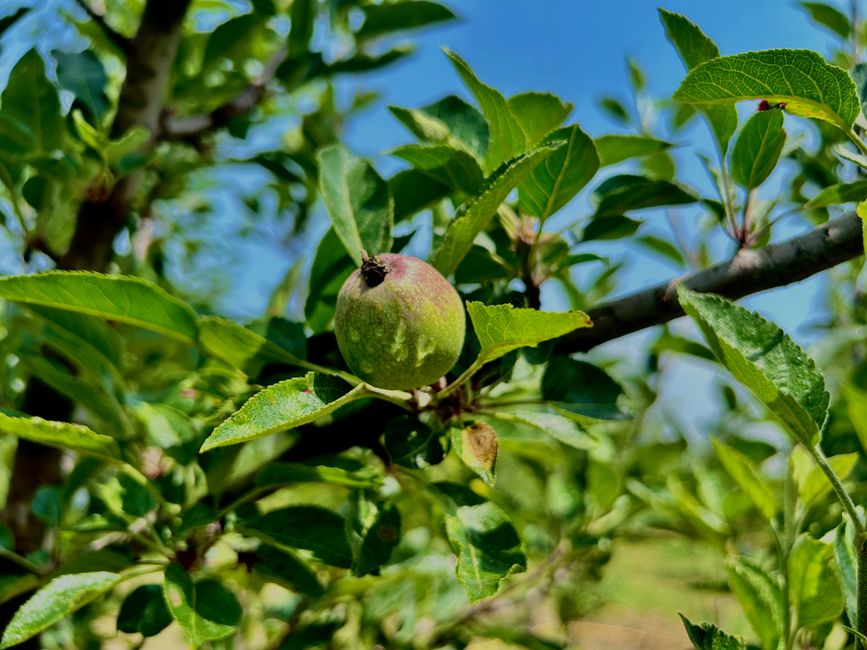 Una manzana verde fresca creciendo en la rama de un árbol en un huerto soleado.
