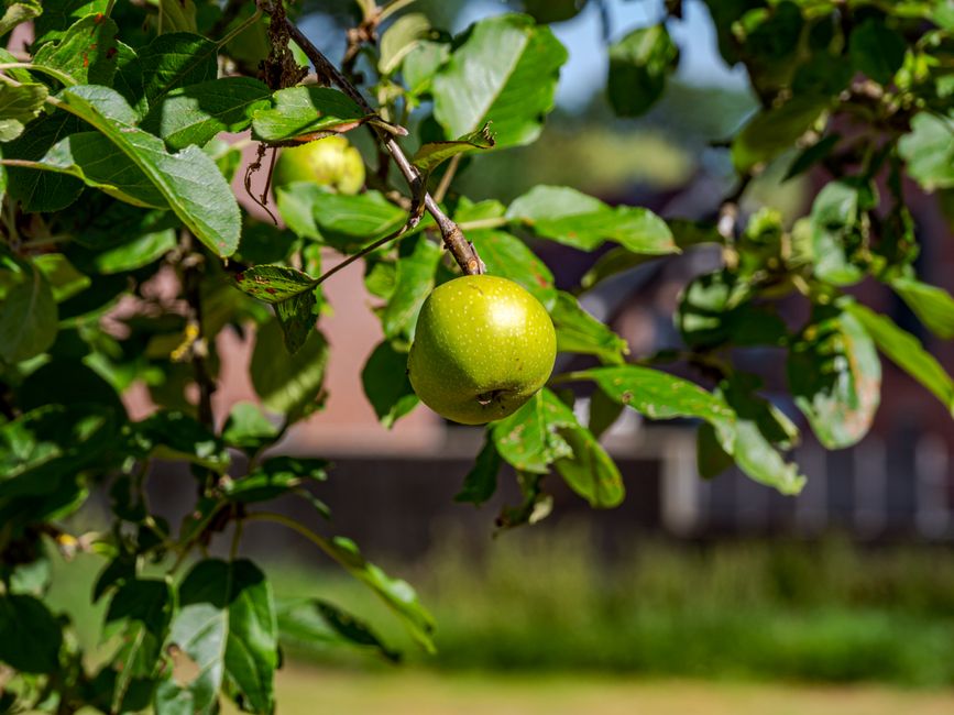 Primer plano de una manzana verde colgando de una rama de árbol en Coesfeld, Alemania.