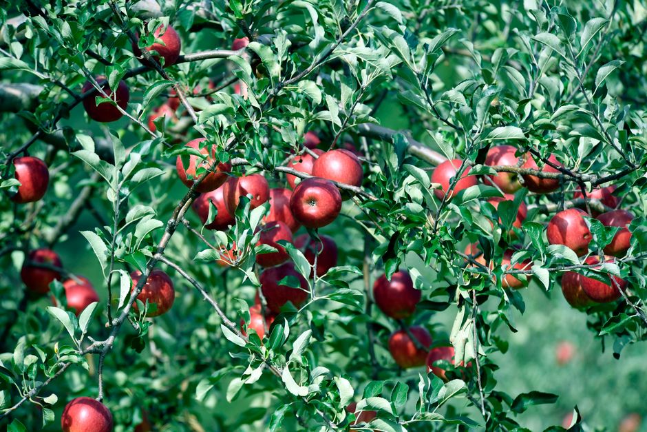 Fotos de stock gratuitas de agricultura, alimentación saludable, aomori