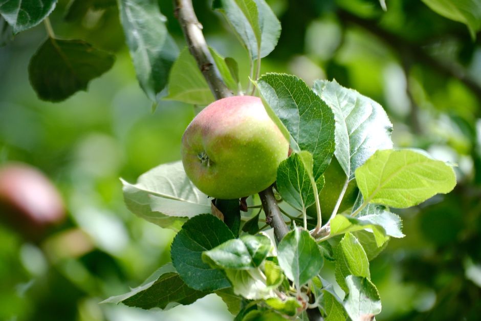 Manzana verde vibrante colgando de una rama rodeada de hojas exuberantes en un huerto.