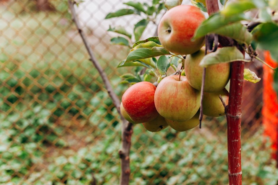 Primer plano de manzanas maduras colgando de una rama, mostrando frutas frescas en un huerto al aire libre.