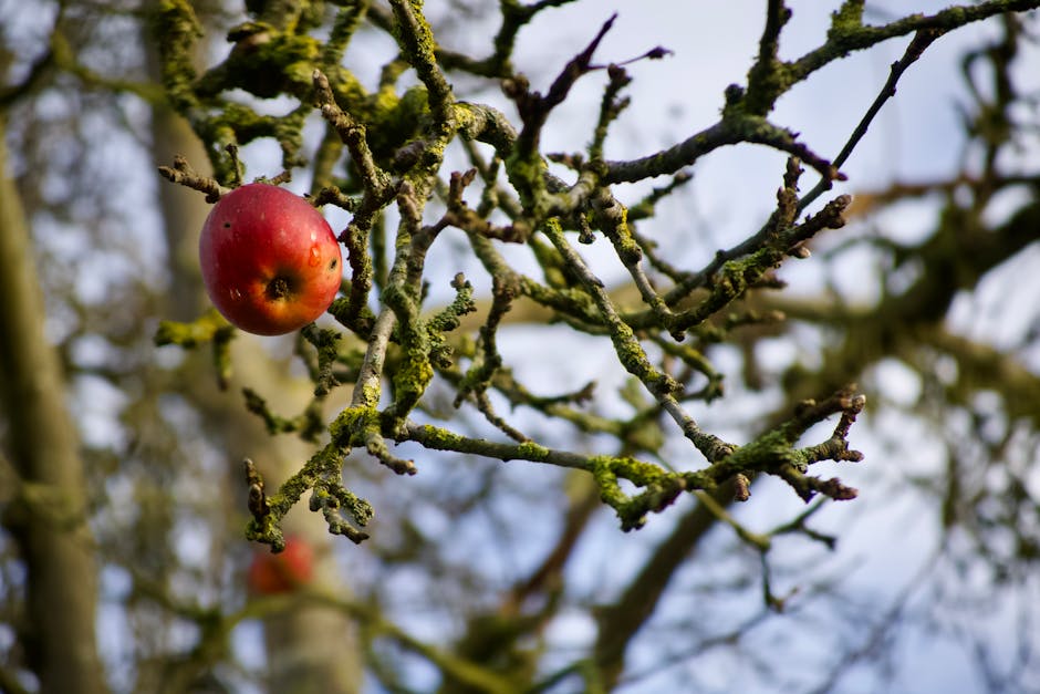 Fotos de stock gratuitas de agrario, agricultura, agronomía