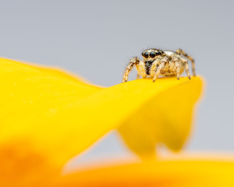Una toma en primer plano de una araña saltadora descansando sobre un pétalo de una flor amarilla vibrante.