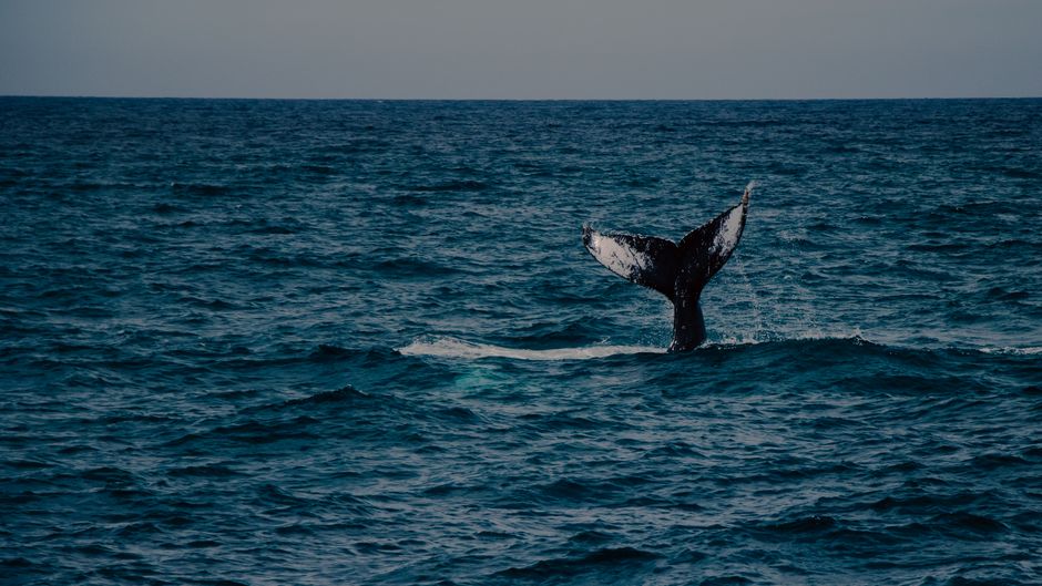 Cola De Ballena Jorobada