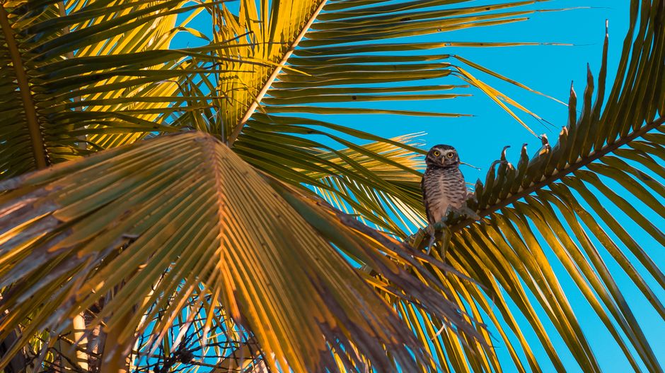 Un búho manchado se posa en una rama de palmera contra un cielo azul claro, mostrando una vibrante vida salvaje tropical.