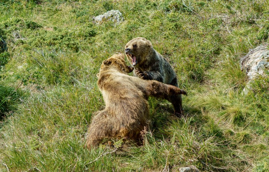Escena llena de acción de dos osos grizzly peleando en un campo de hierba.