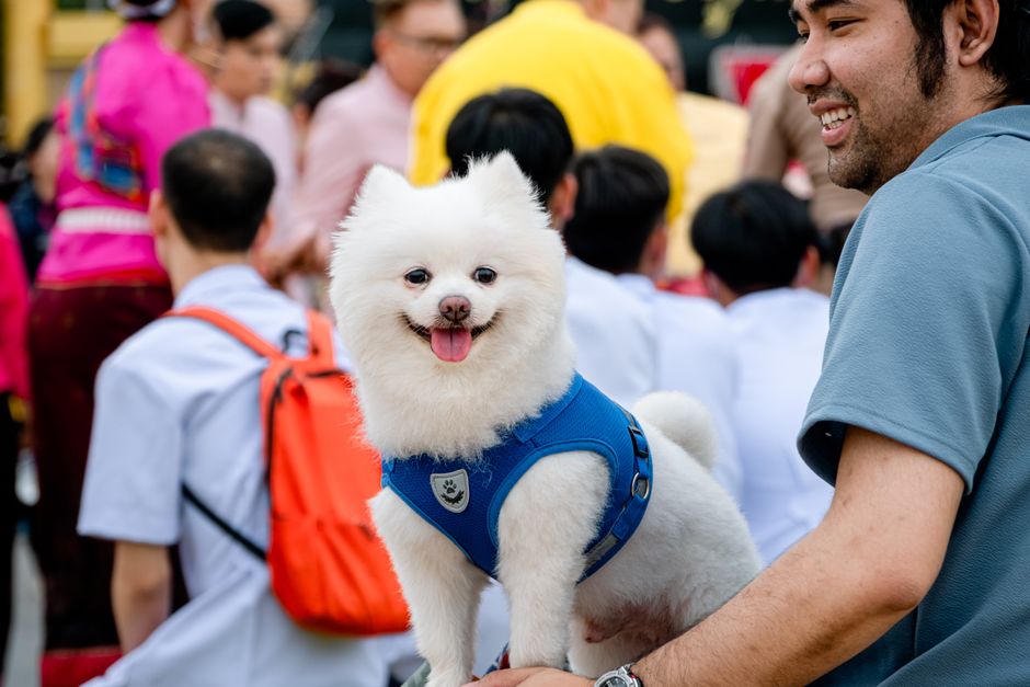Perro Pomerania feliz con un arnés azul con gente en un festival al aire libre.