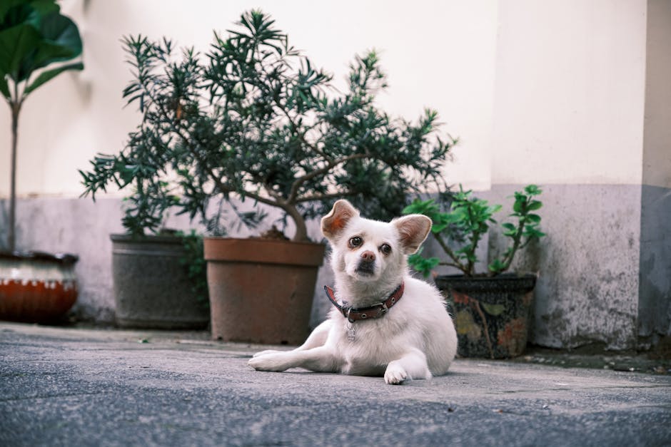 Fotos de stock gratuitas de adentro, adorable, amante de los perros