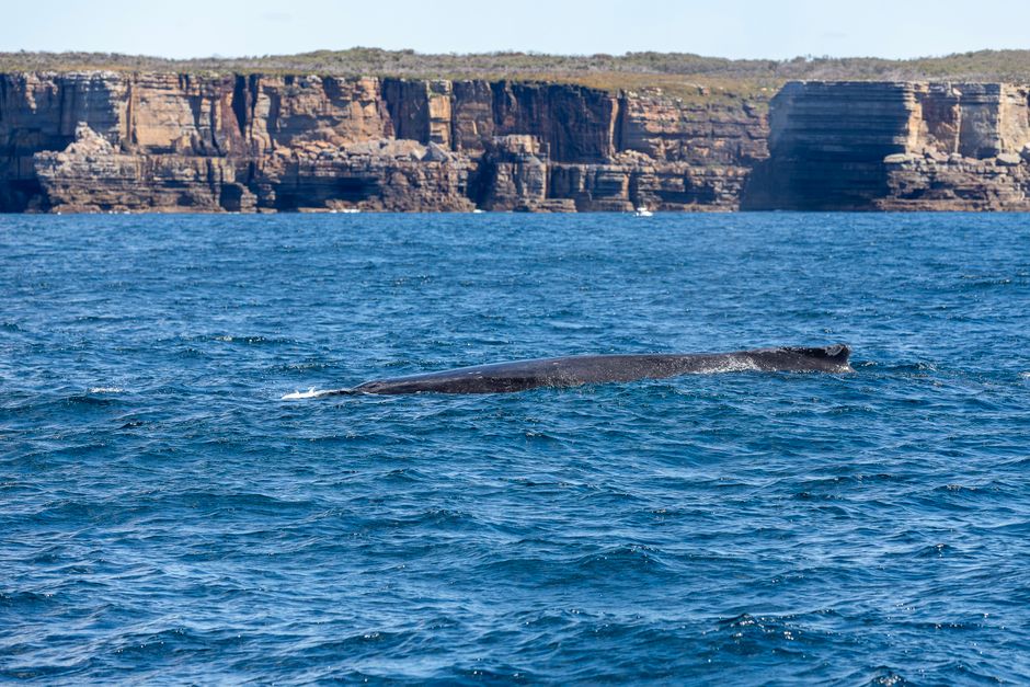 Una majestuosa ballena jorobada emerge a la superficie en las aguas azules de Nueva Gales del Sur, Australia, frente a unos acantilados de gran belleza.