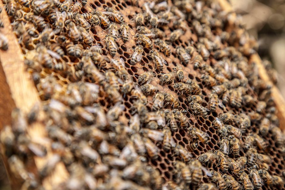 Un vibrante primer plano de abejas en un panal, mostrando su hábitat natural.
