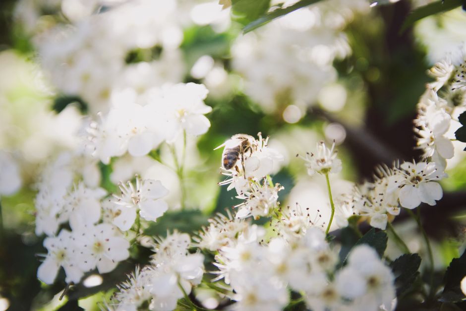 Fotos de stock gratuitas de abeja, al aire libre, ala