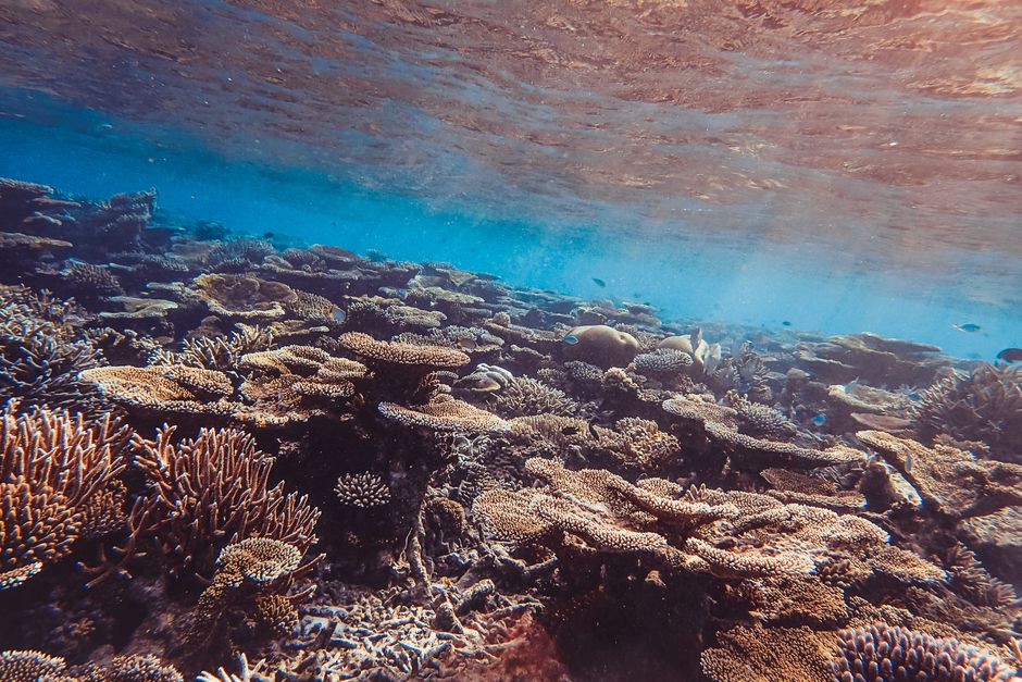 Explora los vibrantes ecosistemas de los arrecifes de coral llenos de vida marina.