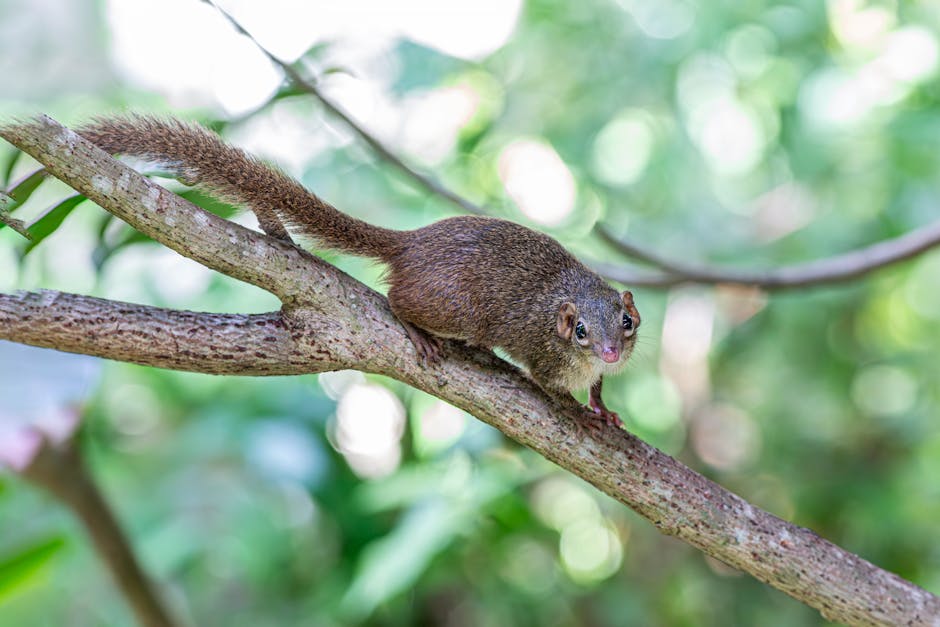 Fotos de stock gratuitas de al aire libre, animal, animal nativo