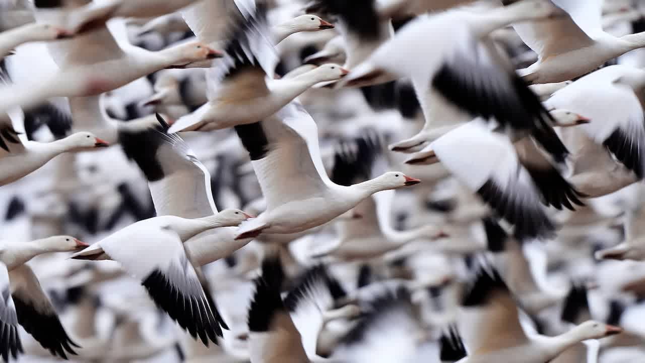 Brote global de gripe aviar: Millones de aves sacrificadas