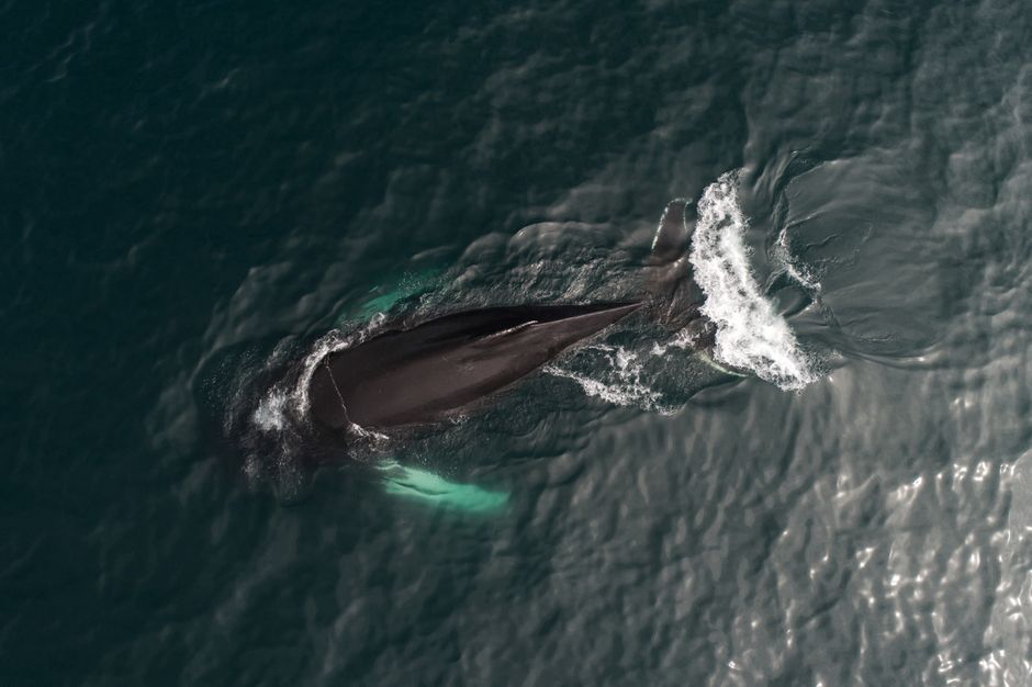 Dron captura a la ballena jorobada nadando graciosamente en el océano, mostrando la belleza marina.