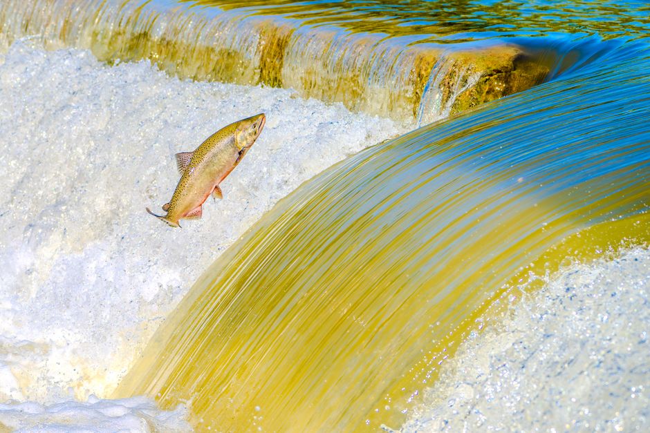 Un vibrante salmón salta río arriba sobre una resplandeciente cascada, una vívida exhibición del poder de la naturaleza.