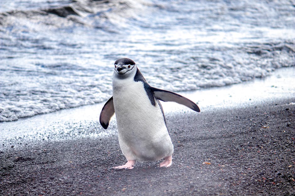 Foto De Pingüino Caminando Por La Orilla Del Mar