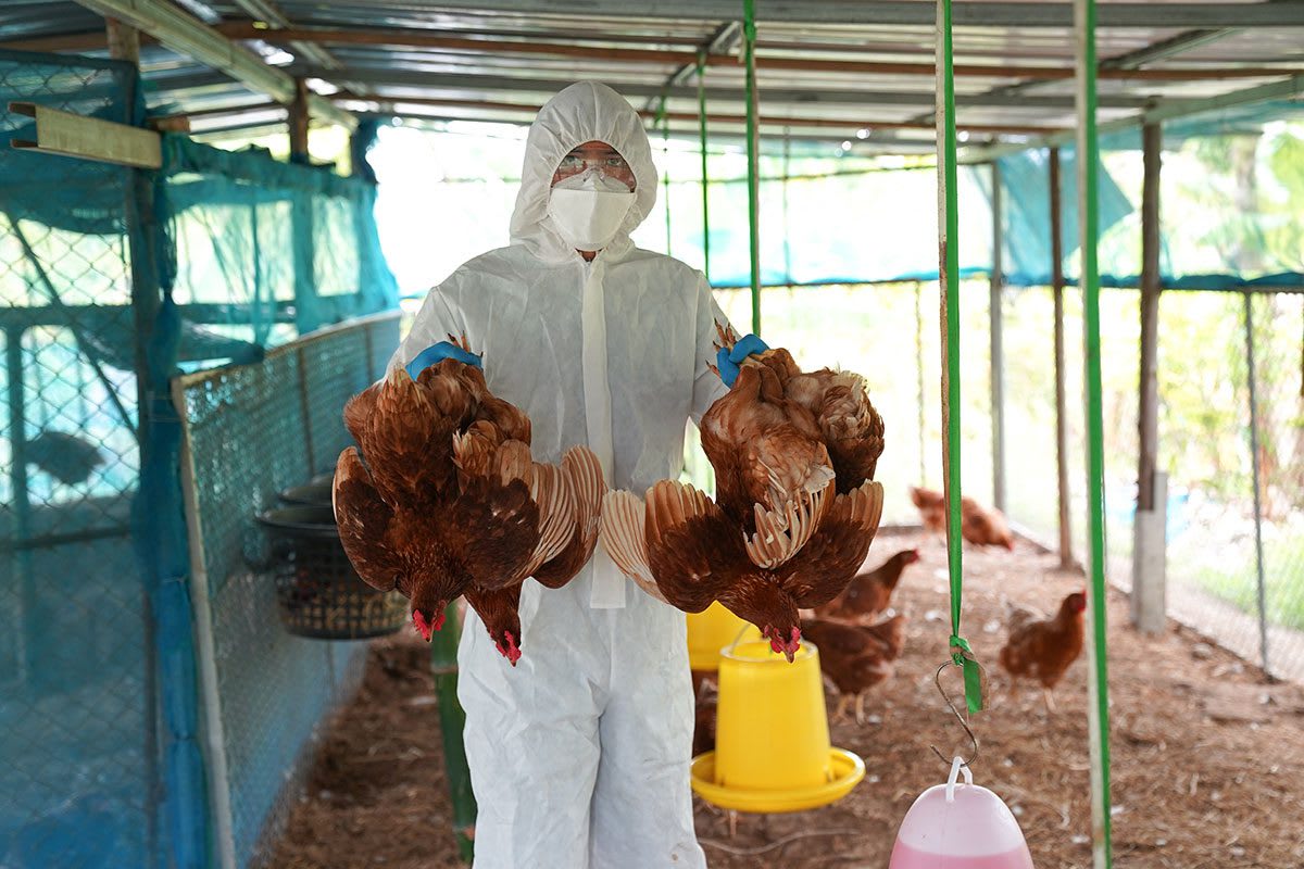Camboya confirma su segundo caso humano de H5N1 en 2026