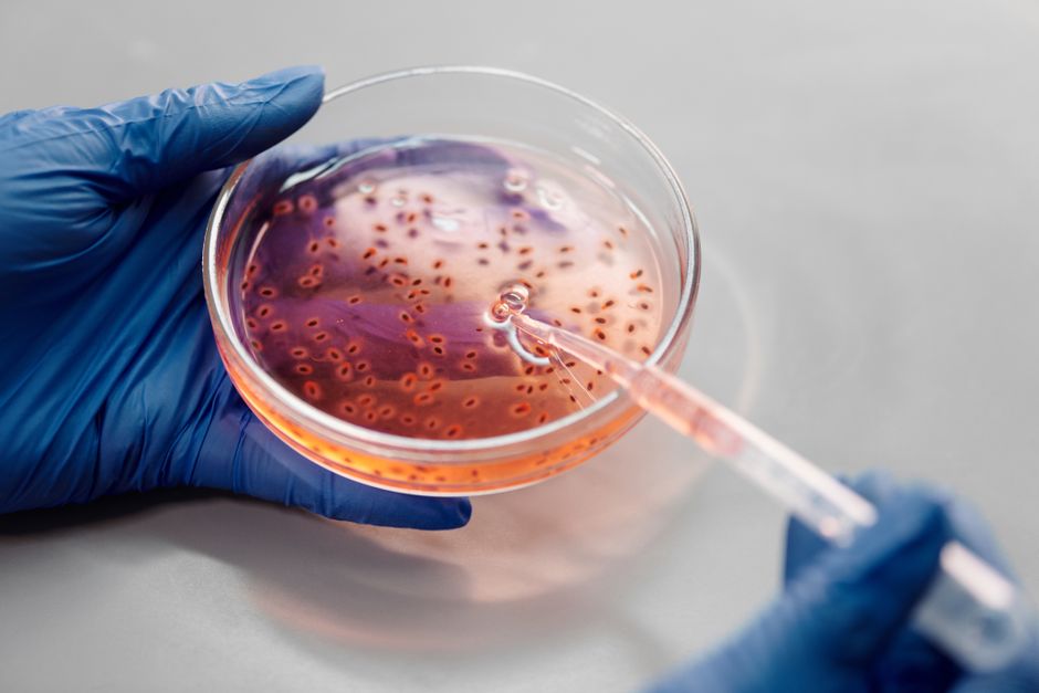 Primer plano de laboratorio de manos con guantes sosteniendo una placa de Petri con líquido rosa usando una pipeta.