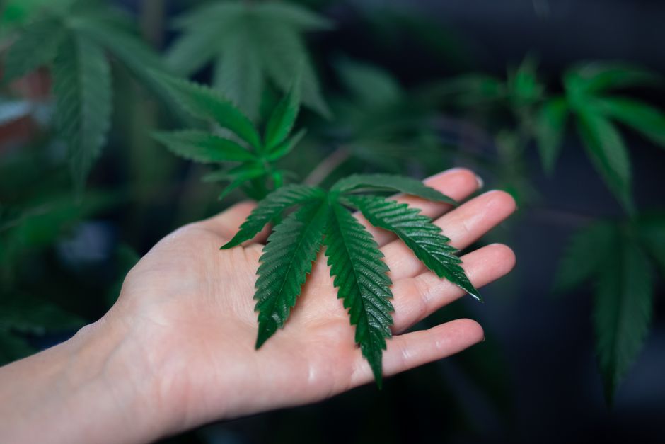 Una vista detallada de una hoja de cannabis sostenida en la mano de una persona contra un fondo de follaje oscuro.