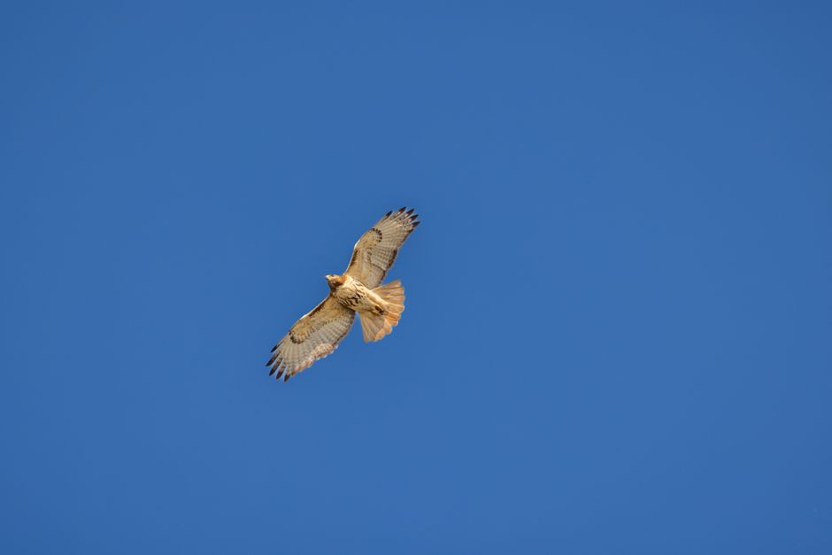 Un majestuoso halcón de cola roja volando con gracia contra un vibrante cielo azul en Southborough, MA.
