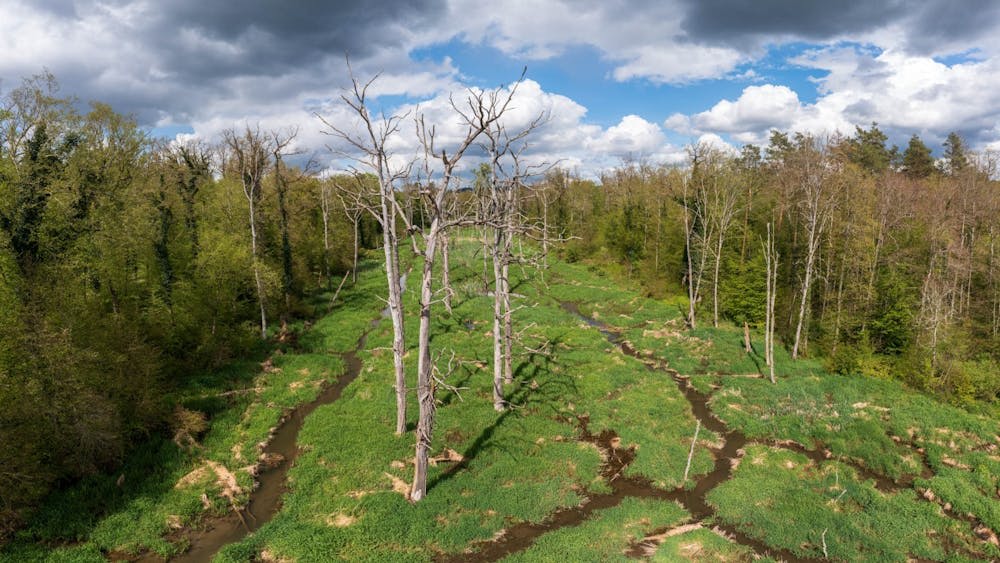 Castores capturan carbono 10 veces más rápido que ríos comunes
