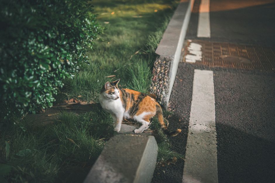 Fotos de stock gratuitas de al aire libre, ambiente urbano, animal