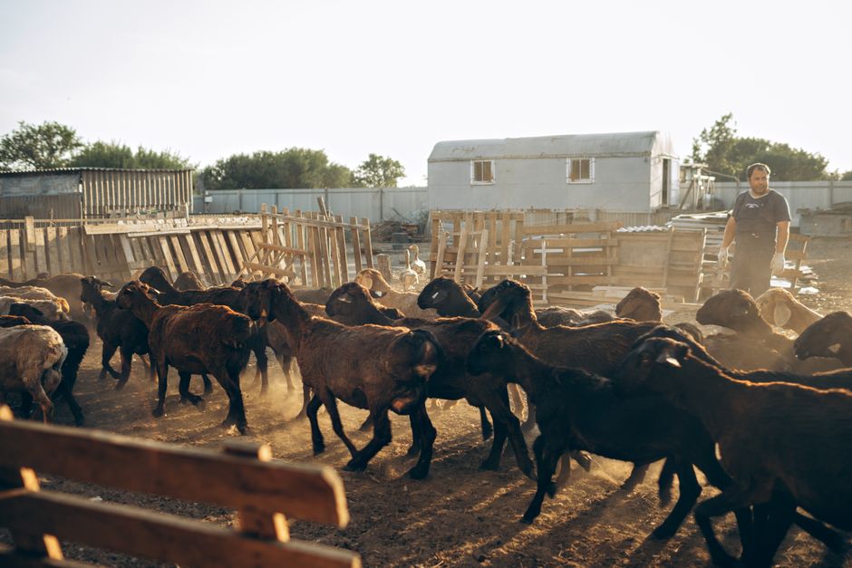 Un granjero supervisa un rebaño de cabras en un día soleado en un entorno rural.