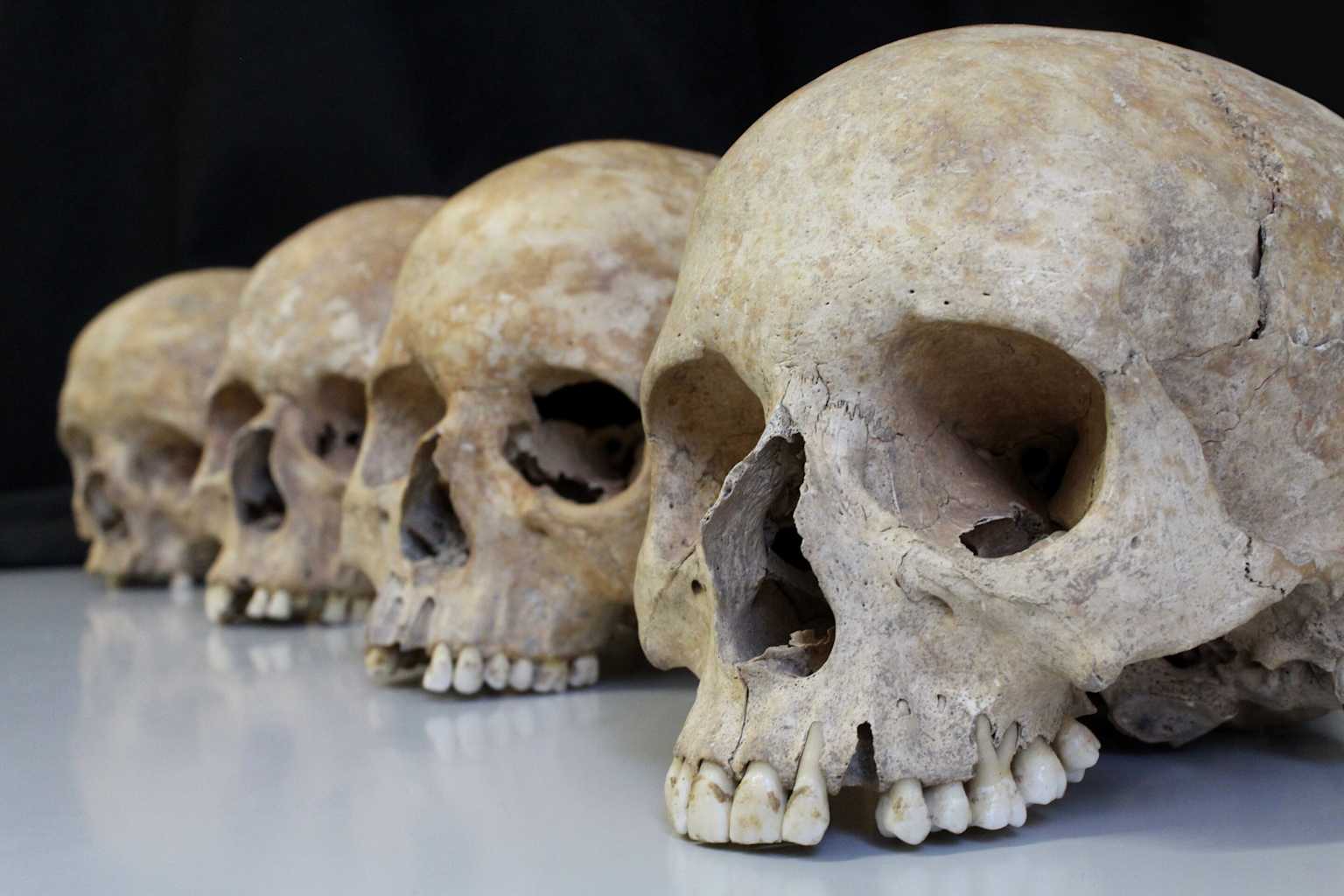 Cerebro humano creció por azar, no por selección natural