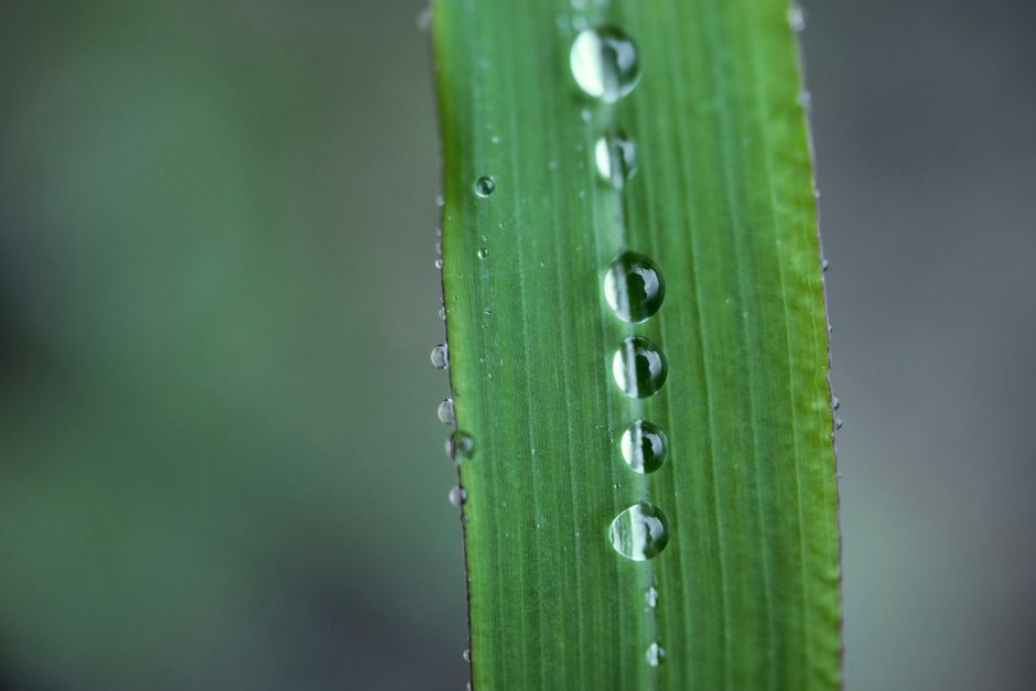 Una toma en primer plano de gotas de rocío frescas en una hoja verde, destacando la belleza natural.