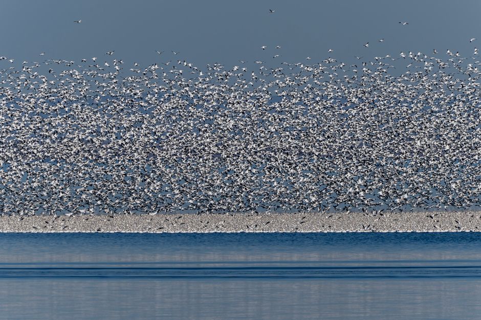 Un vasto bando de gaviotas llena el cielo, creando una visual impresionante sobre una superficie de agua tranquila en Othello, WA.