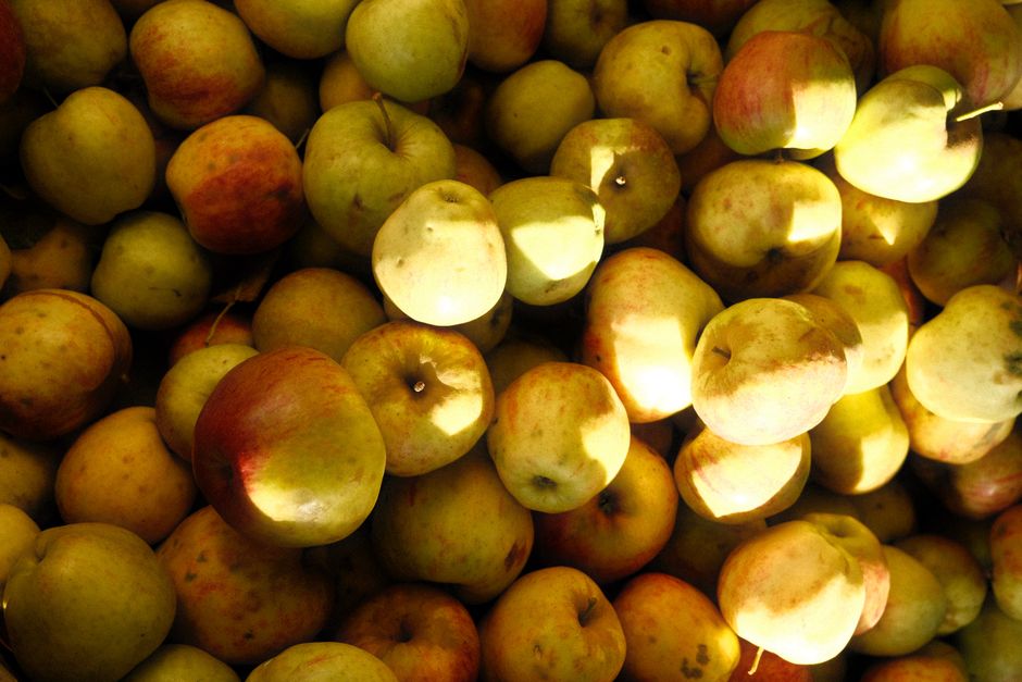 Fotos de stock gratuitas de abundancia, agricultura, al aire libre