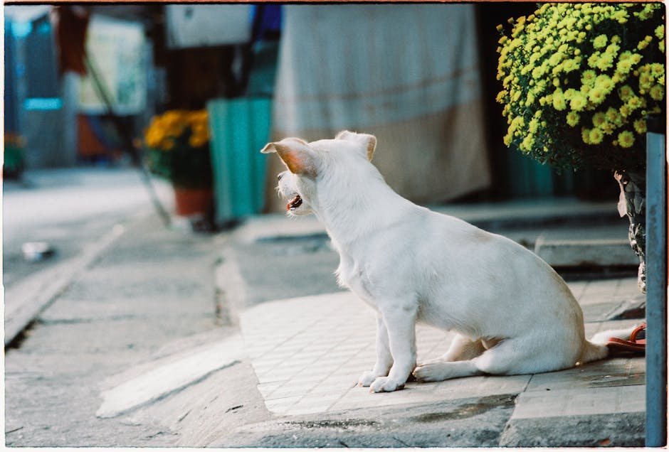 Fotos de stock gratuitas de acera, afuera, aire libre