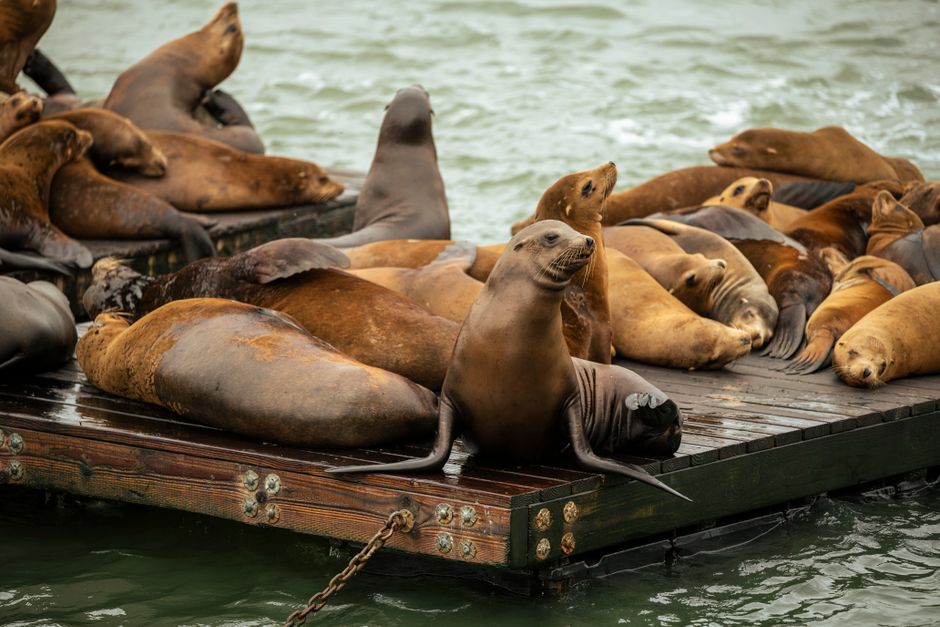 Un grupo de leones marinos descansando en una plataforma de madera cerca del agua en San Francisco, CA.