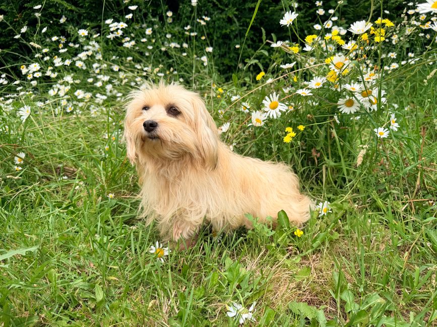 Adorable perrito pequeño y esponjoso de pie en un exuberante campo de margaritas, perfecto para temas relacionados con la naturaleza y los amantes de las mascotas.