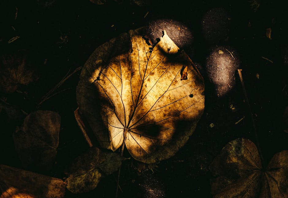 Primer plano de una hoja muerta iluminada por el sol en el bosque de L'Étang-Salé, La Reunión.
