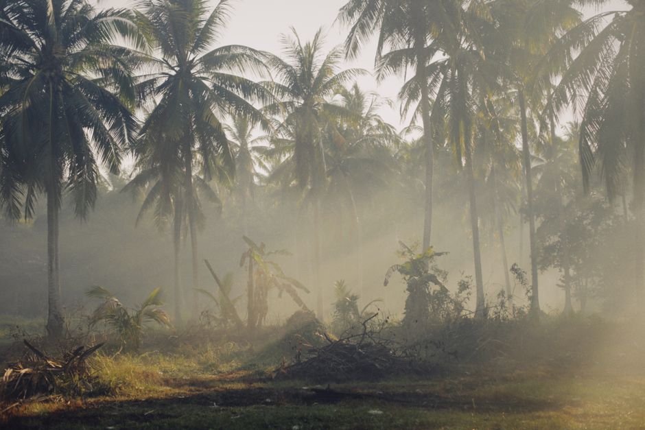 Una vista serena de un bosque tropical de palmeras de coco bañado en la neblina de la mañana y la luz del sol.