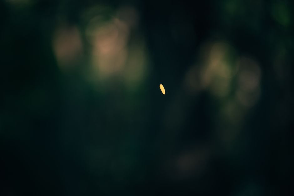 Una sola hoja amarilla cae delicadamente contra un fondo bokeh oscuro y borroso, simbolizando el otoño.