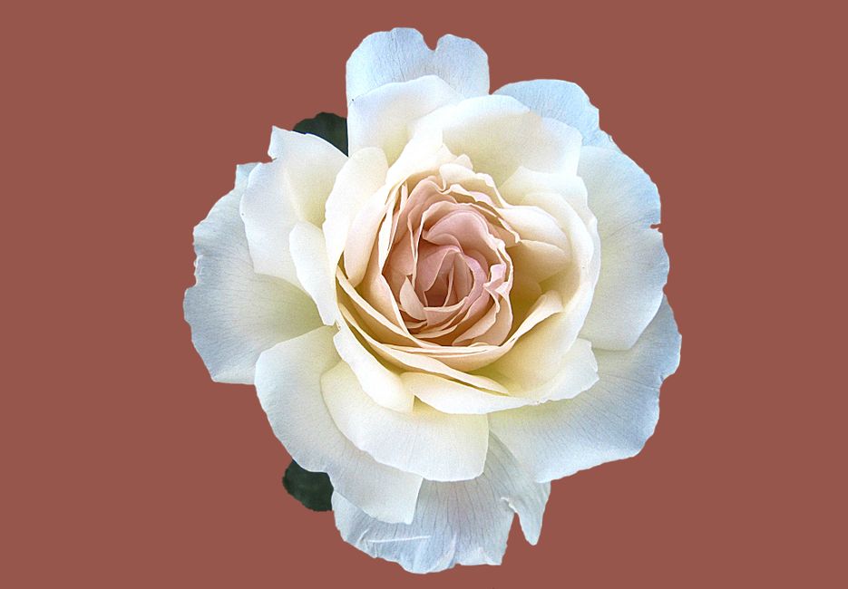 Una hermosa rosa blanca en plena floración, con un sutil fondo marrón.