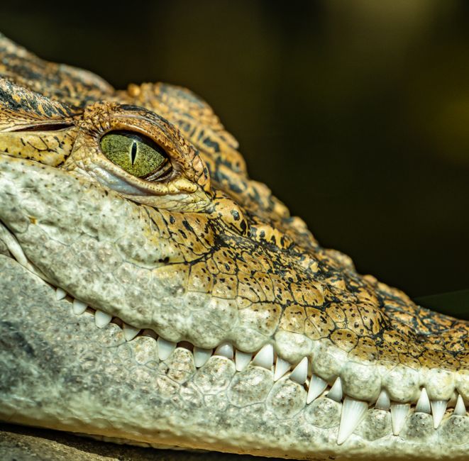 Primer plano detallado de un cocodrilo que muestra la textura de su ojo y dientes en su hábitat natural.