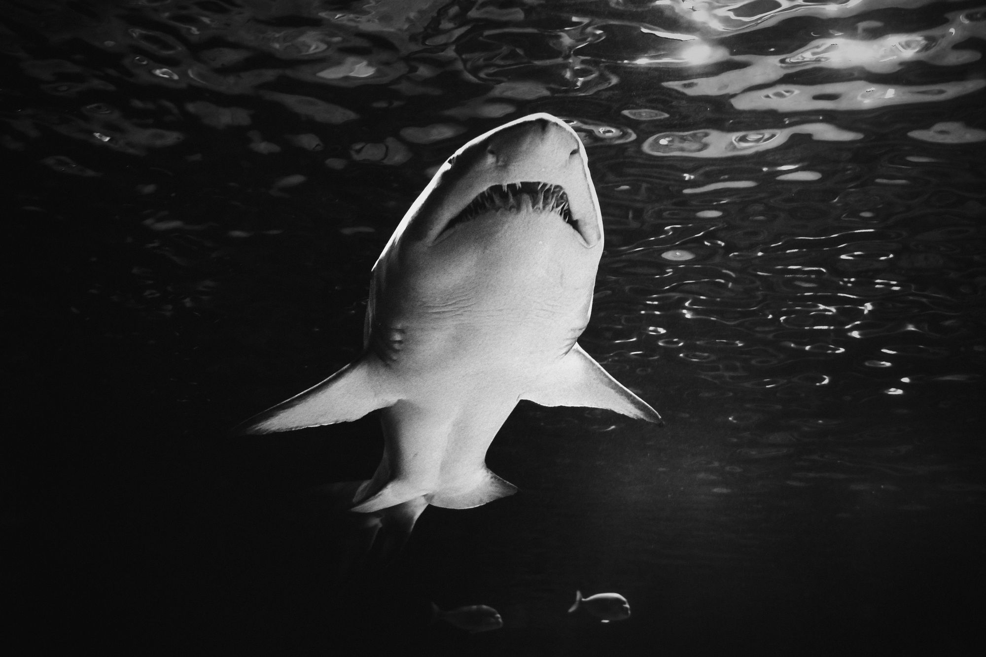 Contender, el mayor tiburón blanco del Atlántico, da señales de vida