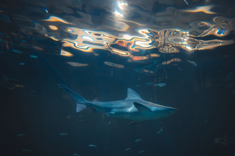 Majestuoso Tiburón Nadando Bajo El Agua