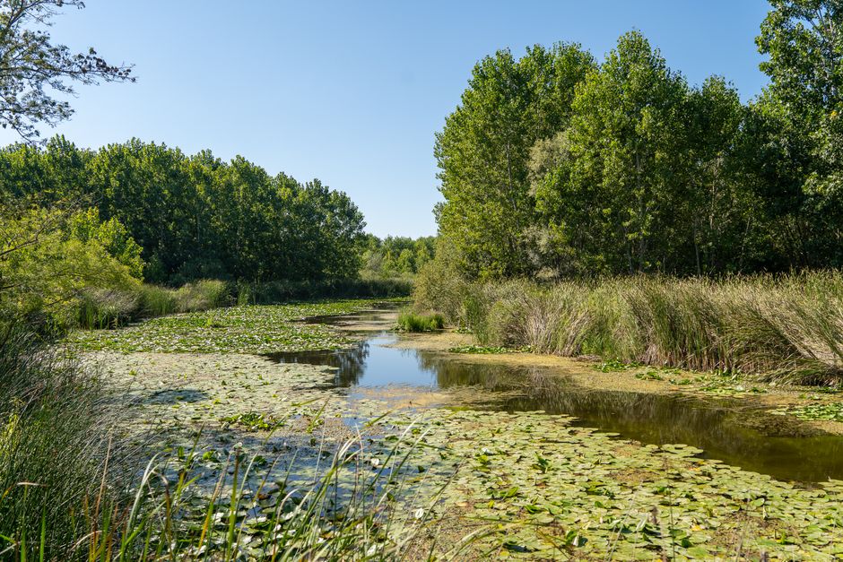 Hermoso paisaje fluvial natural con exuberante vegetación y aguas cristalinas en Sakarya, Turquía.