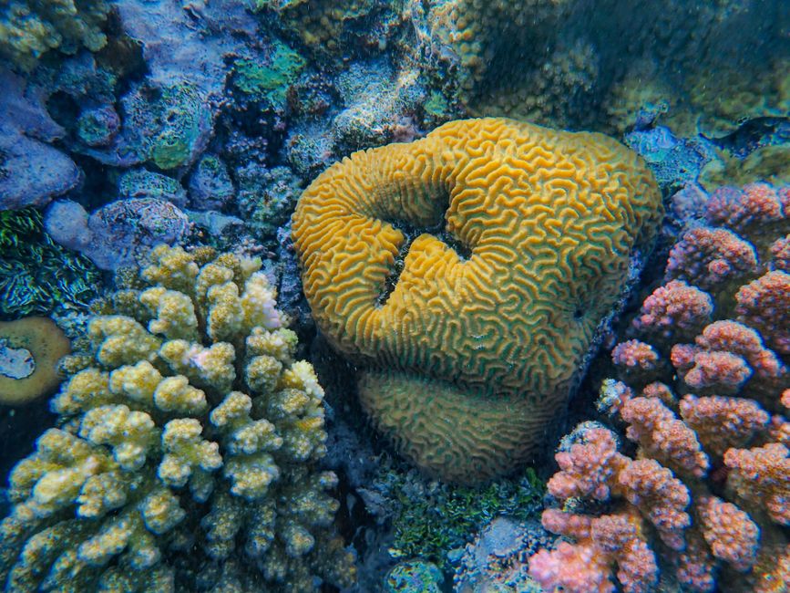 Coral cerebral colorido en medio de un vibrante arrecife de coral en la Isla Farasan, Arabia Saudita.