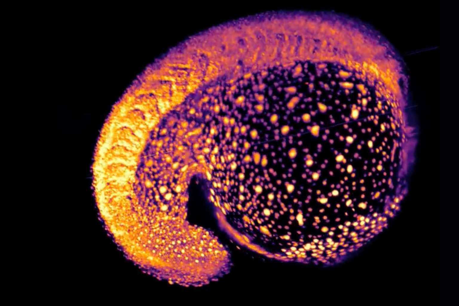 Crean atlas 4D que mapea genes en embriones de pez cebra