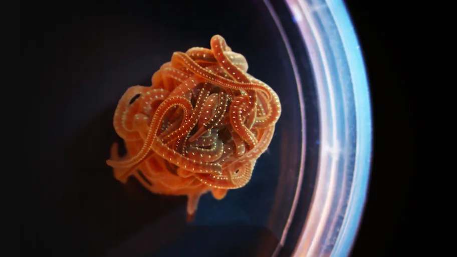 Crean metamateriales que aprenden formas sin cerebro