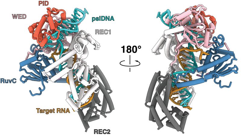 CRISPR evoluciona: guías de ADN sustituyen al ARN para editar genes