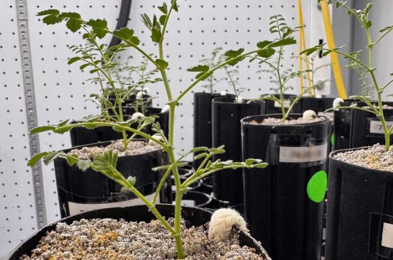 Cultivan garbanzos en polvo lunar simulado para misiones Artemis