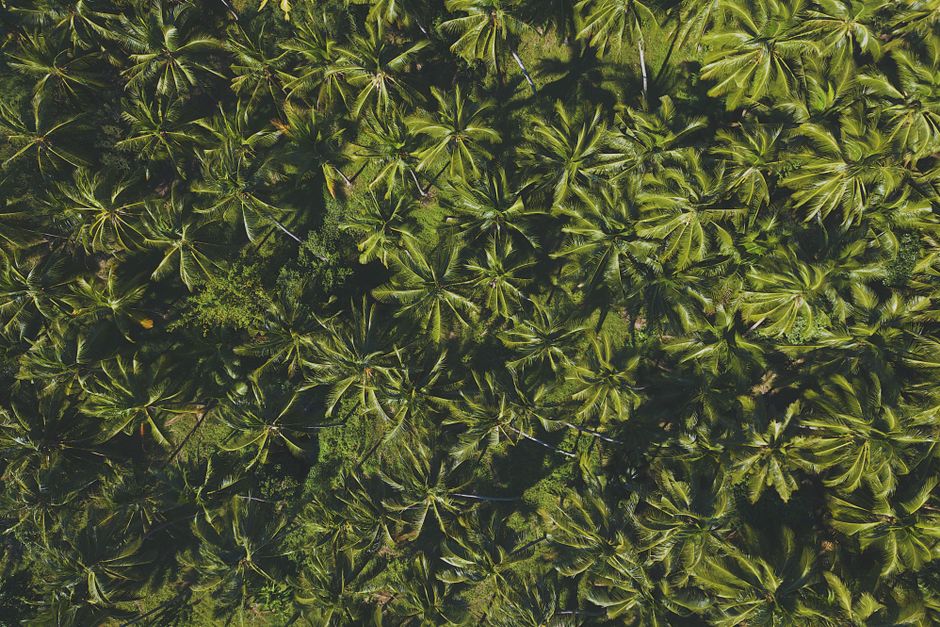 Una impresionante vista aérea del denso dosel de palmeras de coco, mostrando la vibrante vegetación y la belleza natural.